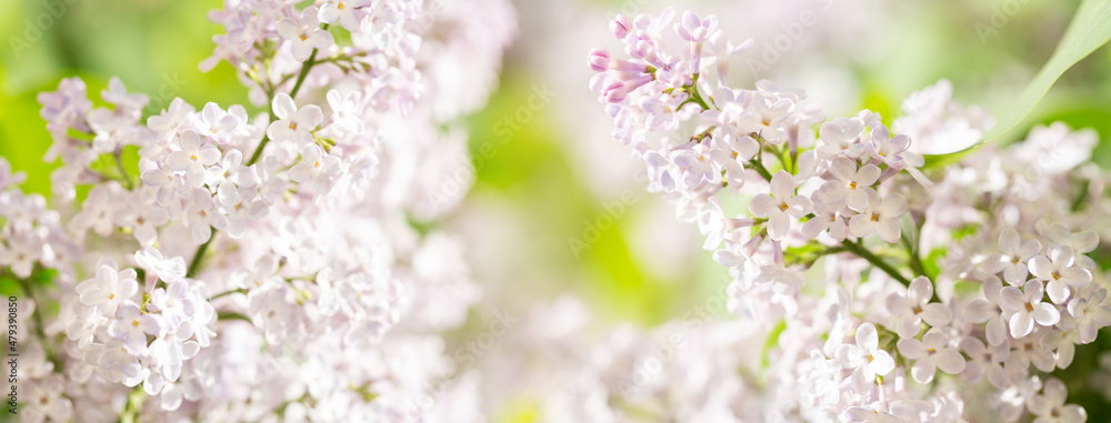 Fototapeta premium Colorful branches of lilac flowers in a garden