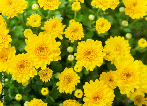 Yellow chrysanthemums, top view