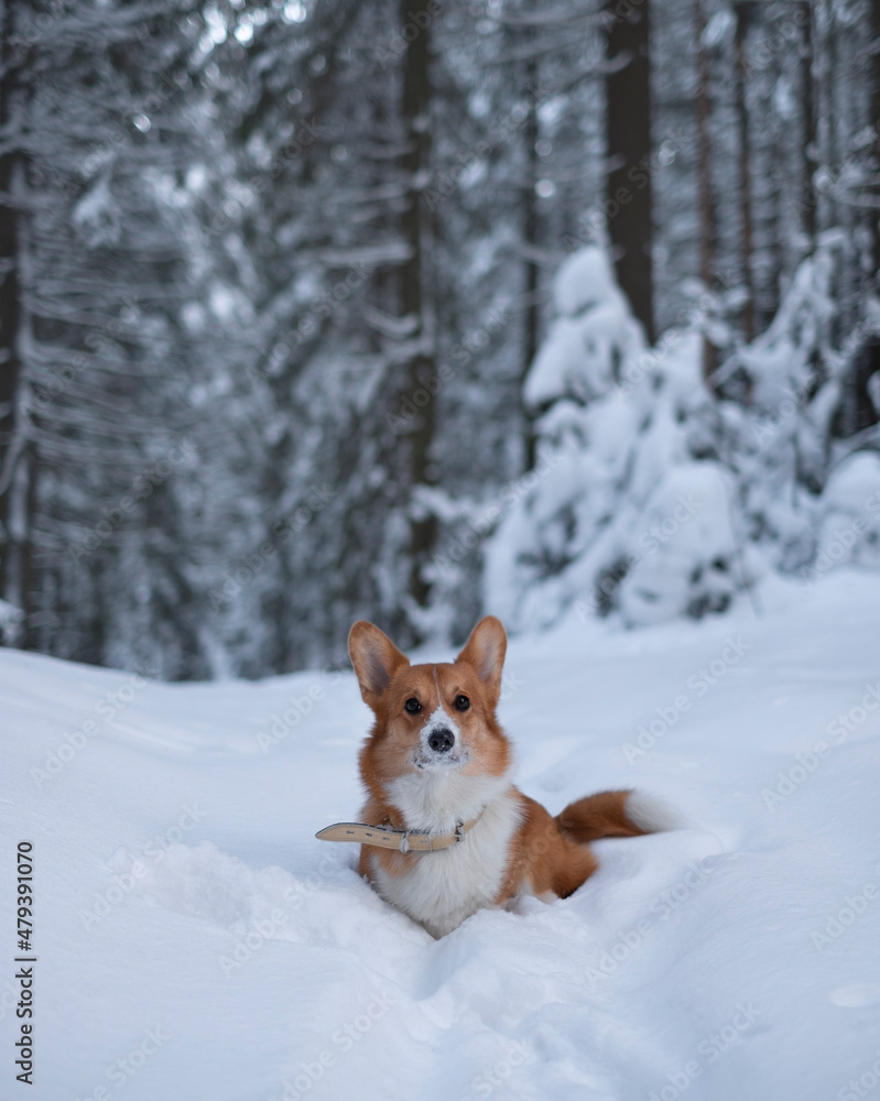 Funny red corgi in the winter in the forest, with a muzzle in the snow Funny red corgi in the winter in the forest, with a muzzle in the snow