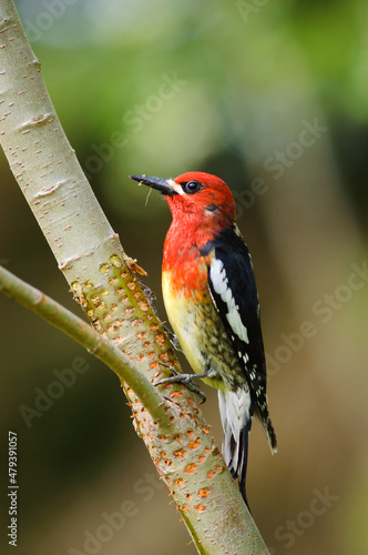 Red breasted sapsucker on a young tree. The tree shows signs of there the bird has drilled shallow holes which are neatly alighned