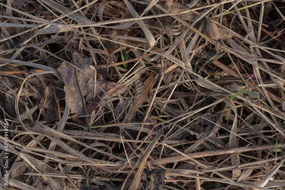 Dried leaves and grass in autumn.. Dried leaves and grass in autumn..