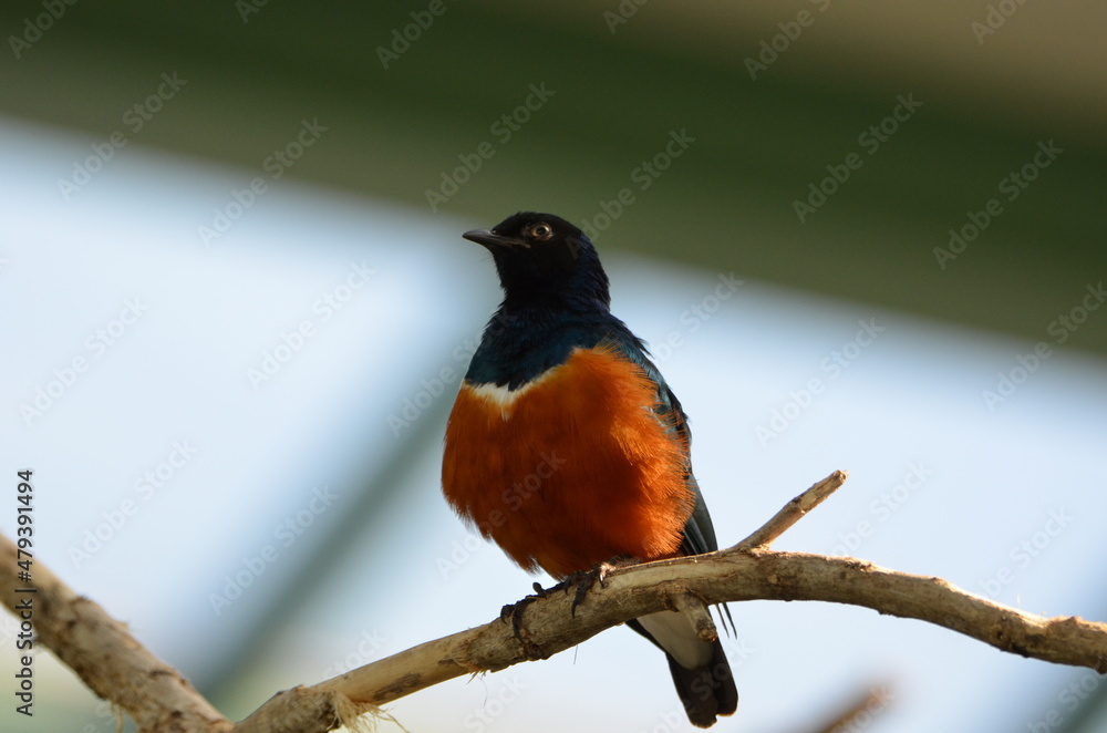 Colorful superb starling is sitting on a branch Colorful superb starling is sitting on a branch