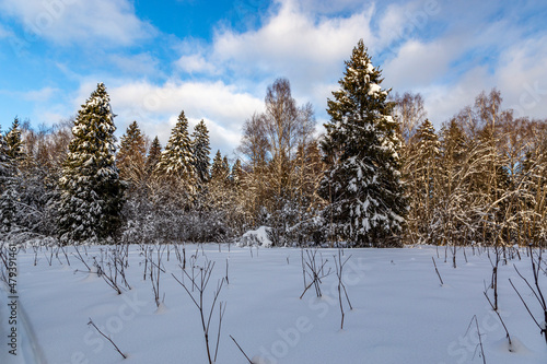 Winter sunny snowy forest