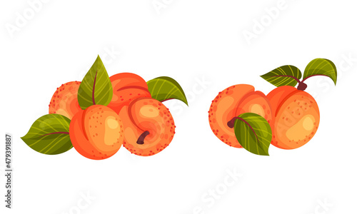 Apricot Drupe Fruit with Green Leaves Isolated on White Background Vector Set