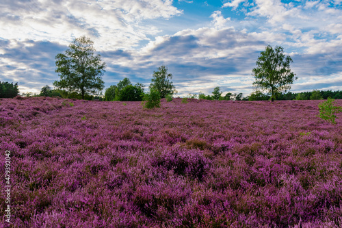 L  neburger Heide am Wietzer Berg am Abend bei der Heidebl  te H  gelgr  ber am Wietzerberg