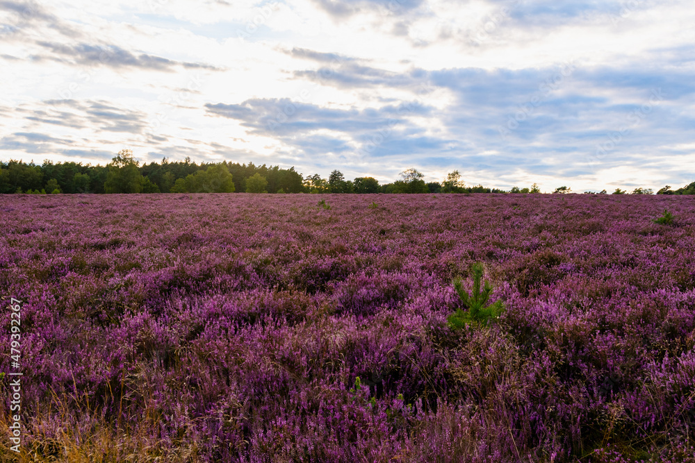 Obraz premium Lüneburger Heide am Wietzer Berg am Abend bei der Heideblüte Hügelgräber am Wietzerberg