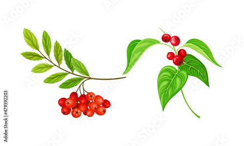 Red Ashberry and Currant Branch with Hanging Ripe Edible Berry Vector Set