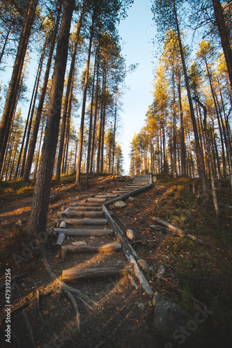 Walk in the fresh air and a view of a wooden walkway in Oulanka National Park in northern Finland at sunset. Adventure in the polar region photo