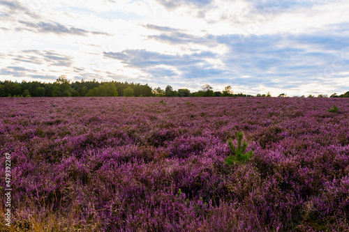 L  neburger Heide am Wietzer Berg am Abend bei der Heidebl  te H  gelgr  ber am Wietzerberg