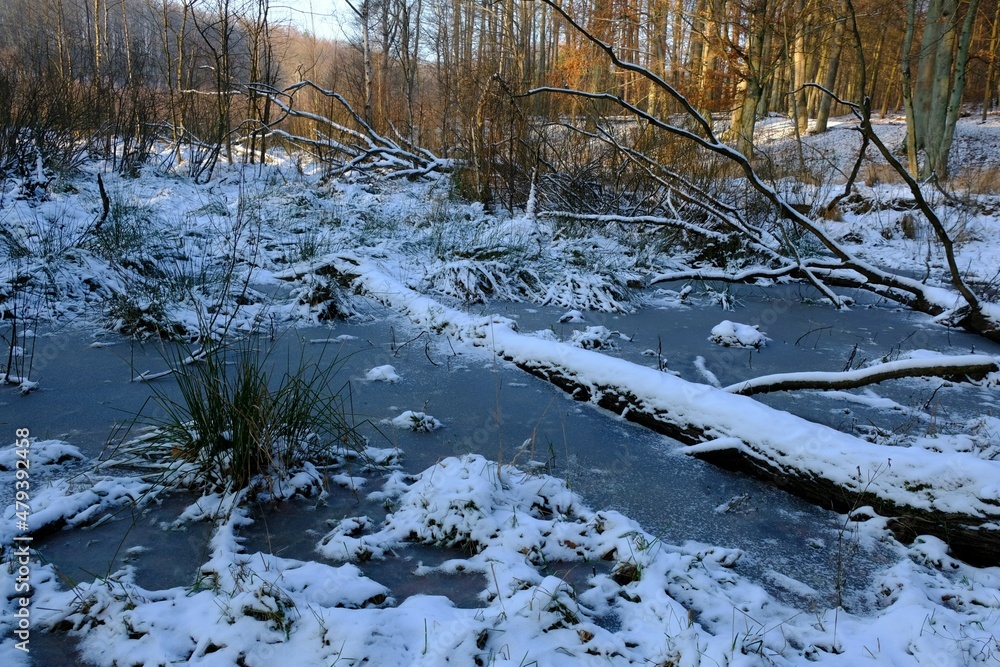 Wetlands with fallen trunks in a winter scenery. Wetlands with fallen trunks in a winter scenery.