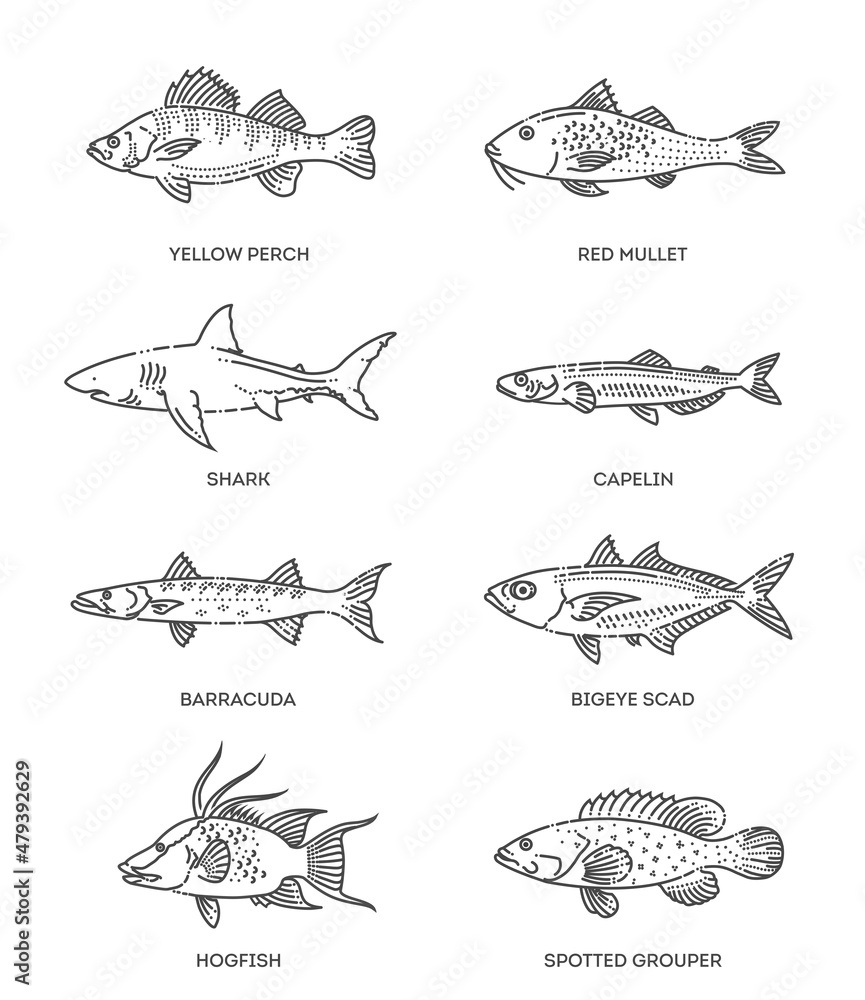 Obraz premium Set of vector outline fish icons. Vector flat collection