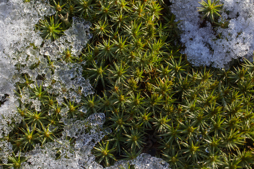 Moss with residual snow © Achondryt