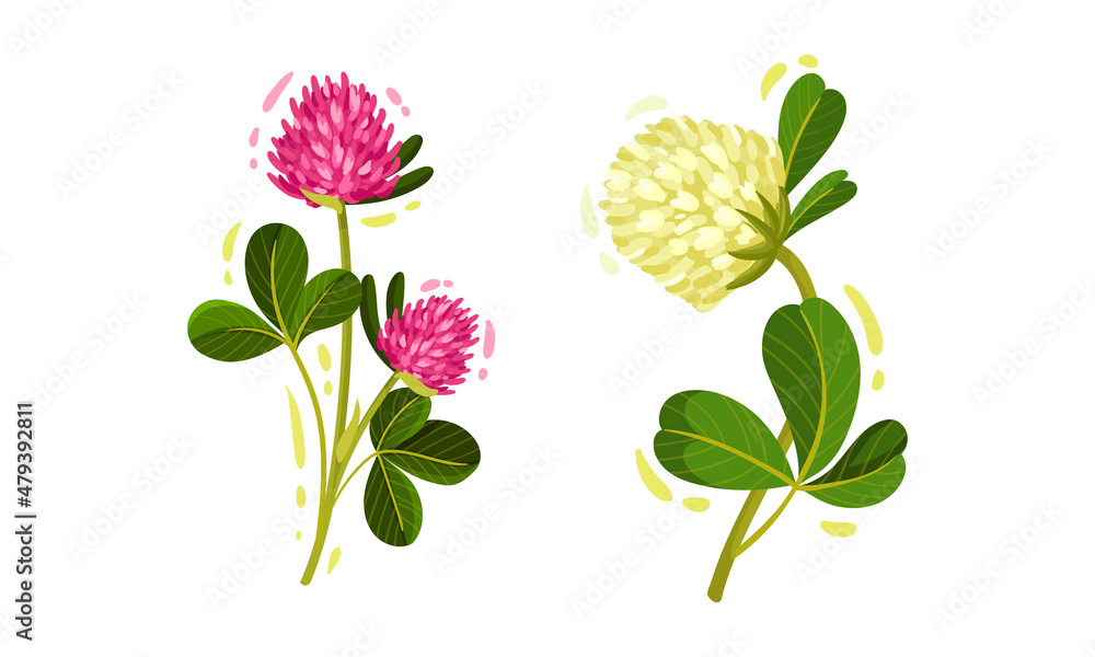 Pink and White Trifolium or Clover Flower Head on Green Stem with Trifoliate Leaves Vector Set