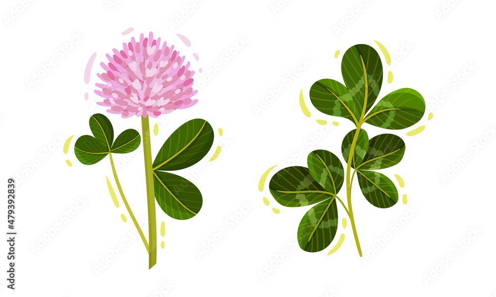 Purple Trifolium or Clover Flower Head on Green Stem with Trifoliate Leaves Vector Set