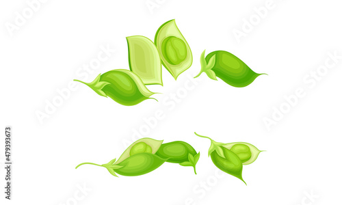 Green Pod of Chickpea as Annual Legume Plant with Green Proteinic Pea Inside Vector Set