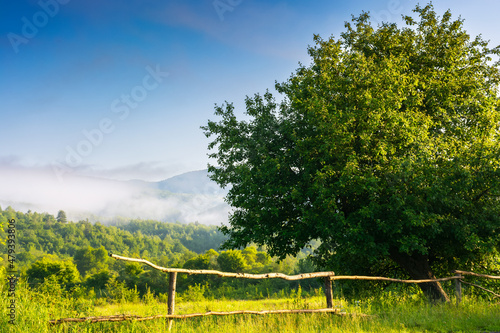 Fototapeta Naklejka Na Ścianę i Meble -  tree behind the fence on the rural field. beautiful morning landscape in mountains. sunny summer weather with fog in the distant valley