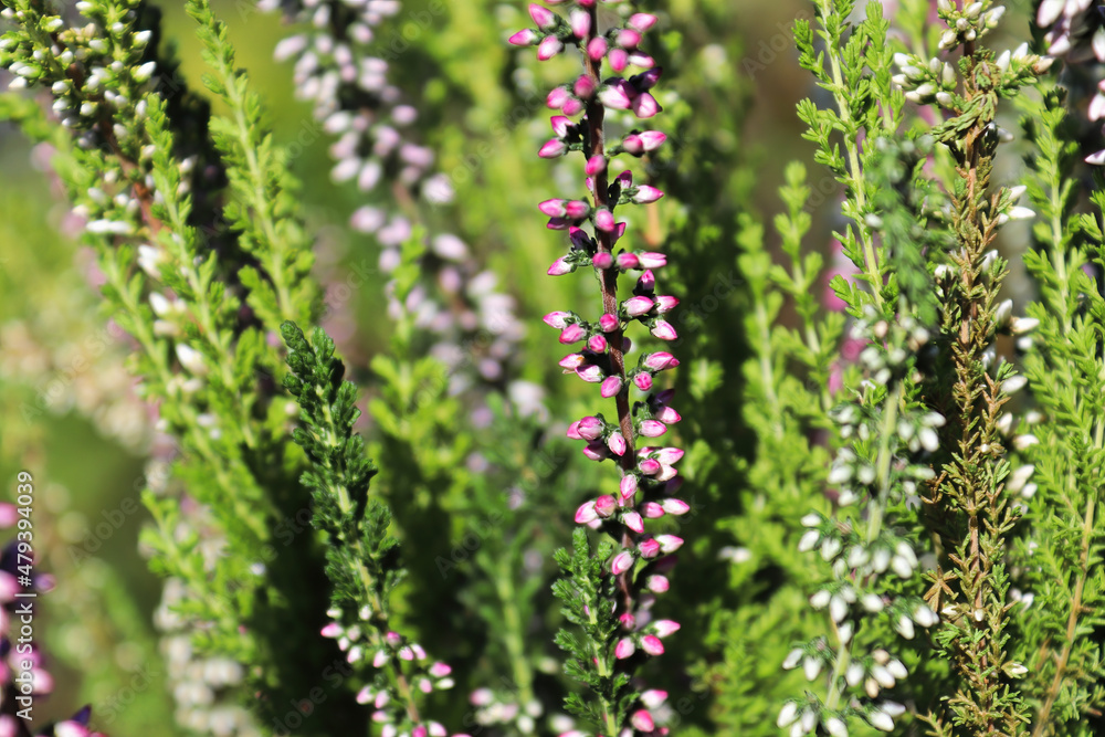 Delicate pink and white flower buds on a Heather plant Delicate pink and white flower buds on a Heather plant