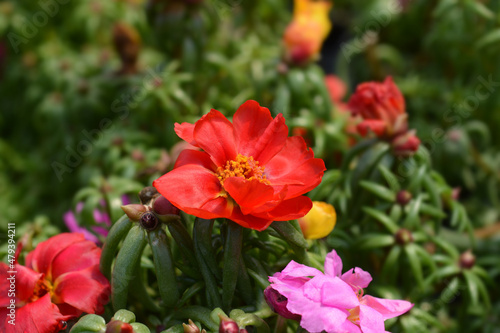 Moss-rose purslane