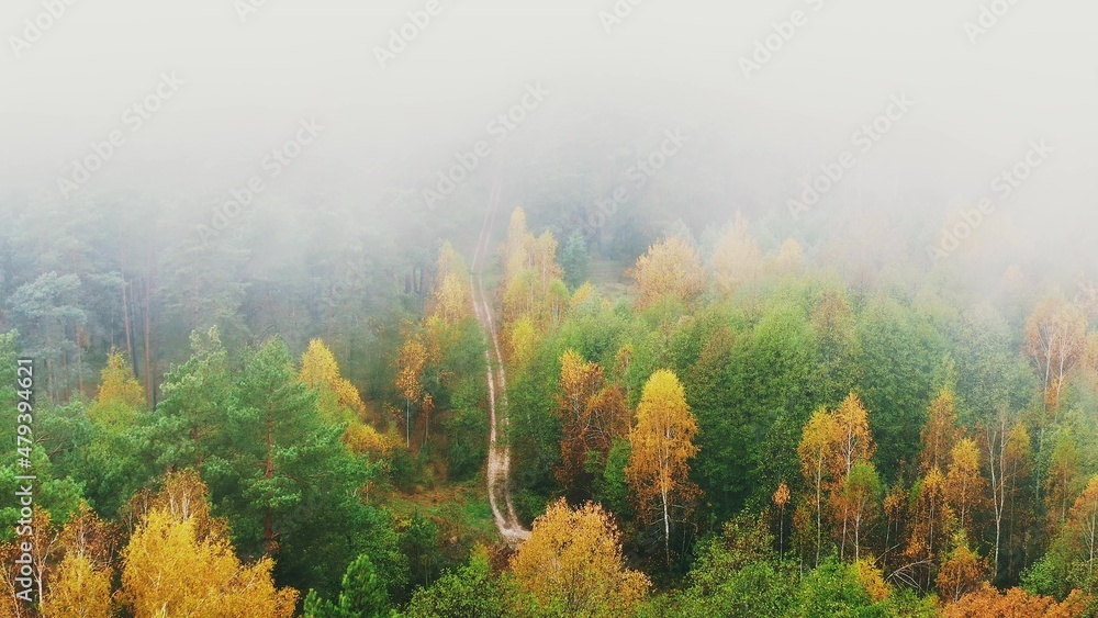 Aerial View 4K Flight Above Amazing Misty Forest Landscape. Scenic View Of Autumn Foggy Morning In Misty Forest Park Woods. Nature Elevated View