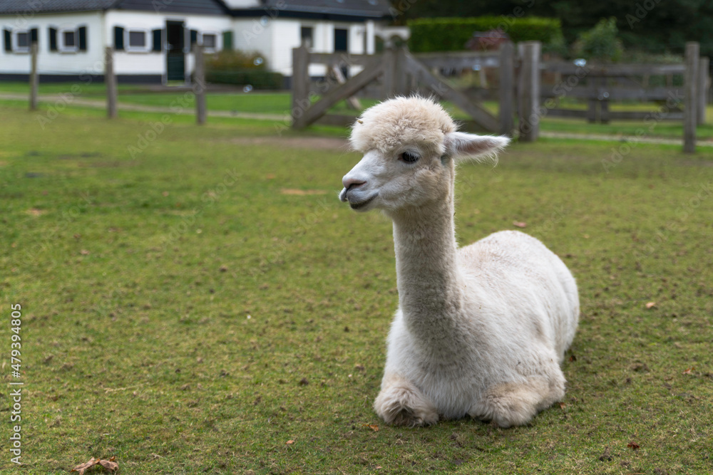 Obraz premium a young white alpaca in green field of grass