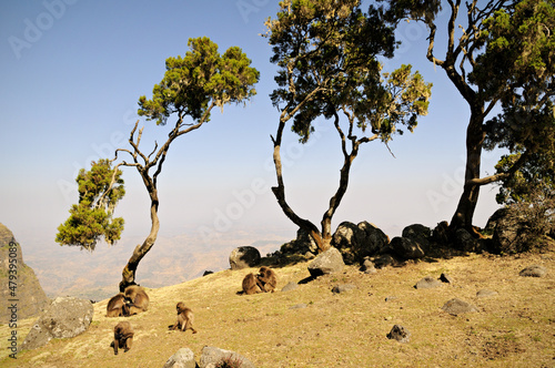 Arbes et singes Géladas dans le parc national des montagnes du Simien, Ethiopie photo