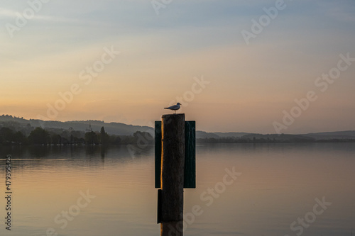 Silhouette of a gull standing on a post with orange sky at dawn in Switzerland lake sempachersee