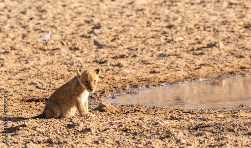 Lion Cubs in the Kgalagadi © Kim