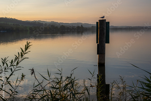 Silhouette of a gull standing on a post with orange sky at dawn in Switzerland lake sempachersee