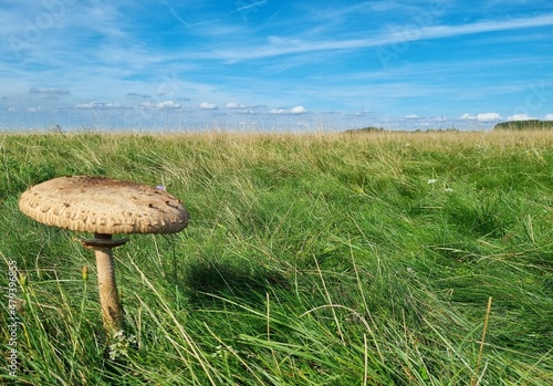 Einsamer Pilz im Gras