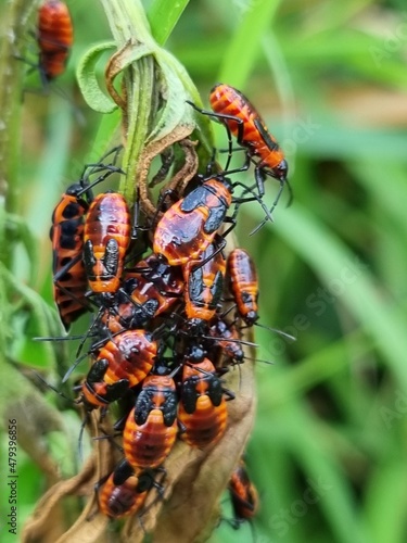 Gruppe Feuerwanzen (Pyrrhocoris apterus) beim Sonnenbaden