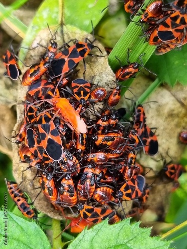 Feuerwanzen Pyrrhocoris apterus Gruppentreffen