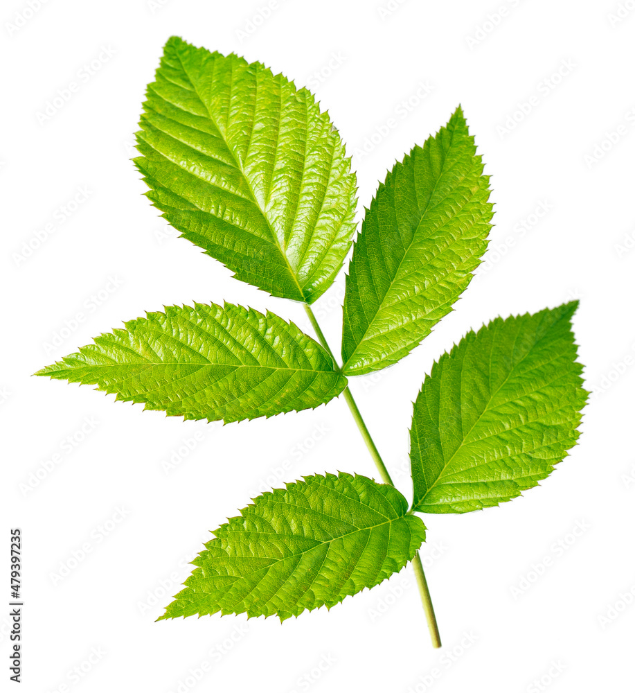 Raspberry leaf isolated on white. Raspberry leaf isolated on white.