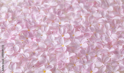Soft pastel pink lilac flowers texture background. Beautiful decorative rosy lilac blossom and petals wallpaper.
