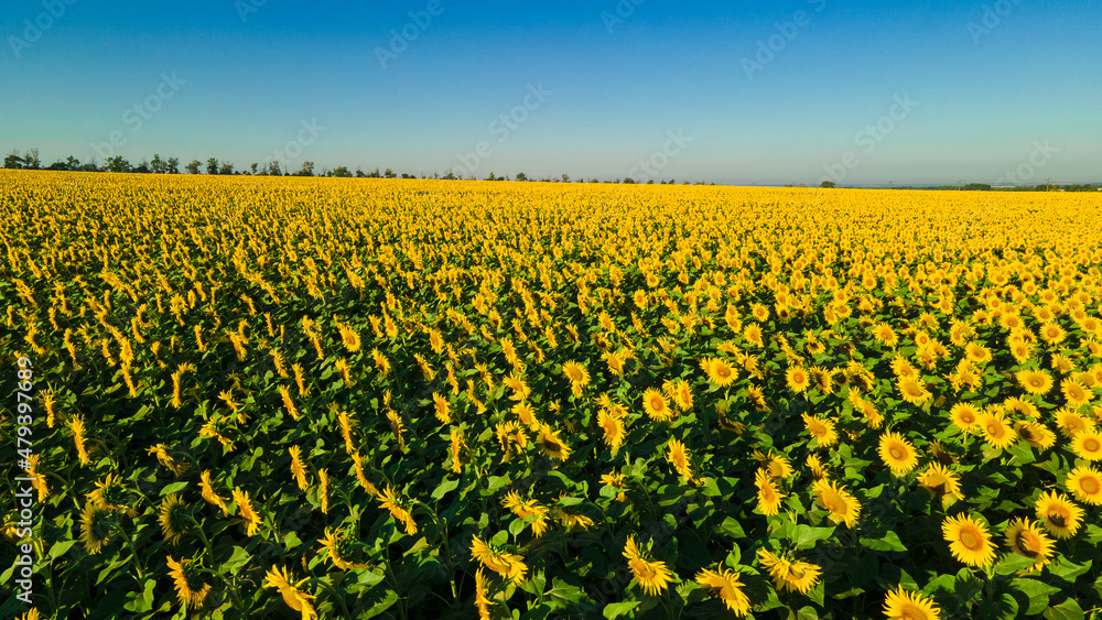 sunflower seed field top view