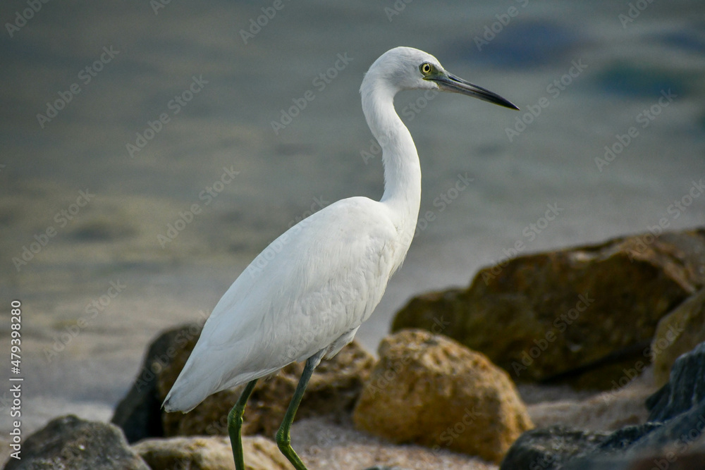 Juvenile little blue heron in the Merritt Island National Wildlife Refuge, Florida Juvenile little blue heron in the Merritt Island National Wildlife Refuge, Florida