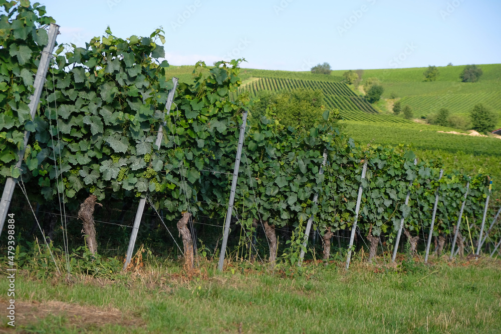 Old vineyards near Bodenheim, Rheinland Pfalz, Germany  Summer morning. Wine region.