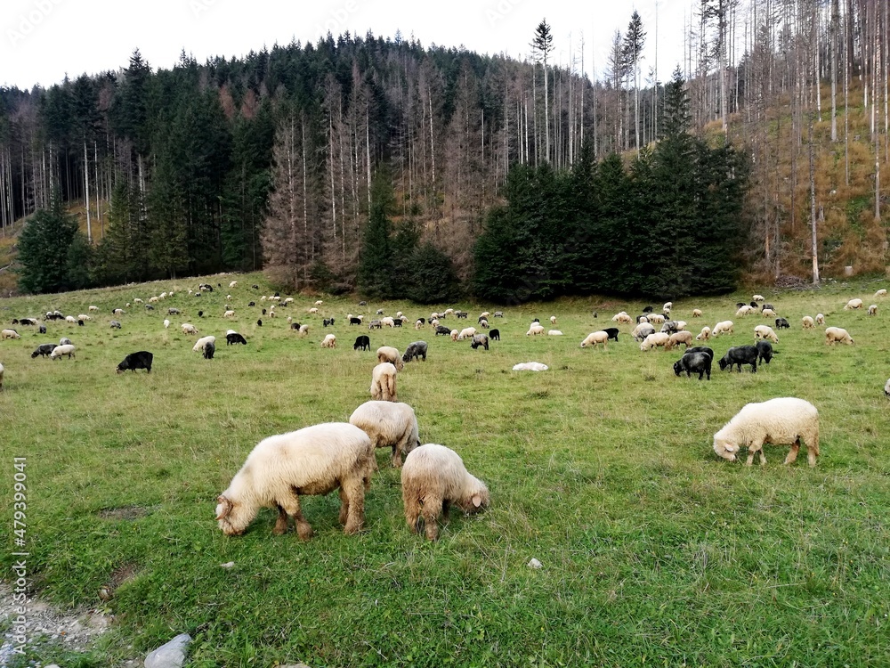 Sheep on a huge pasture. Mountains. Tatra National Park. Sheep on a huge pasture. Mountains. Tatra National Park.