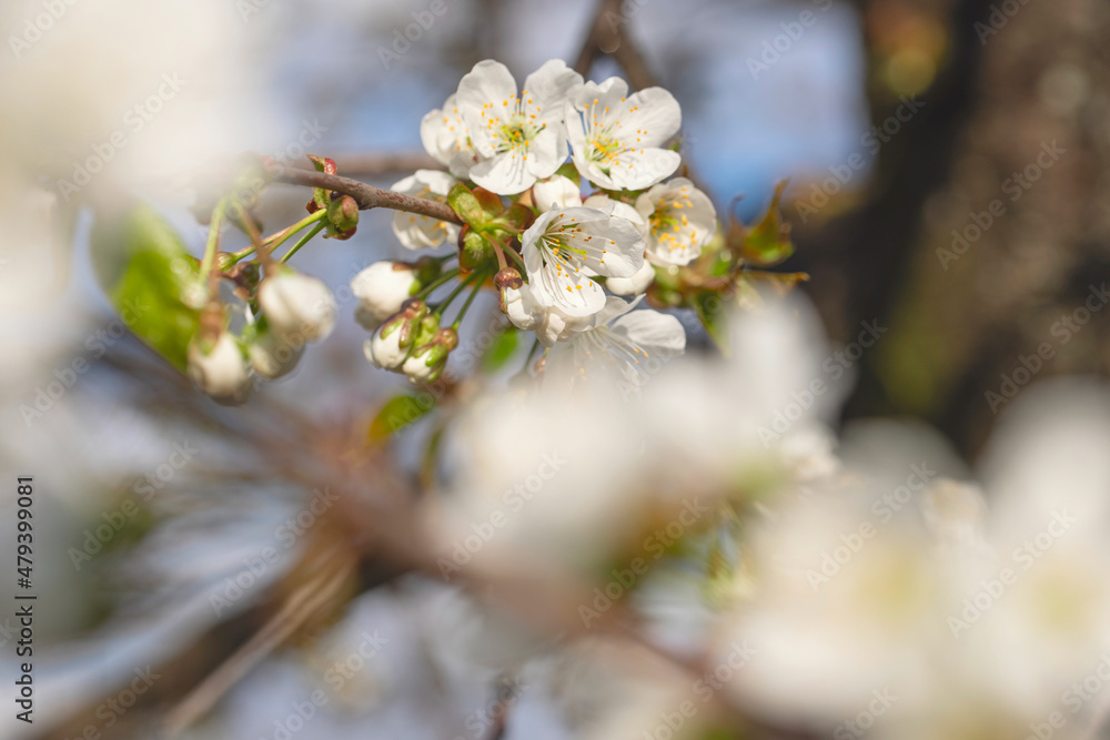 Fototapeta premium Blooming apple tree on a blurred natural background. Selective focus. Spring background with white flowers