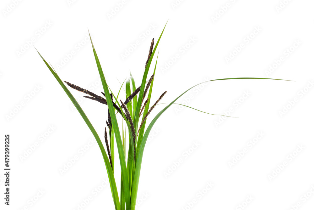 Grass stems with leaves isolated on a white background.