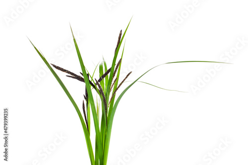 Grass stems with leaves isolated on a white background.