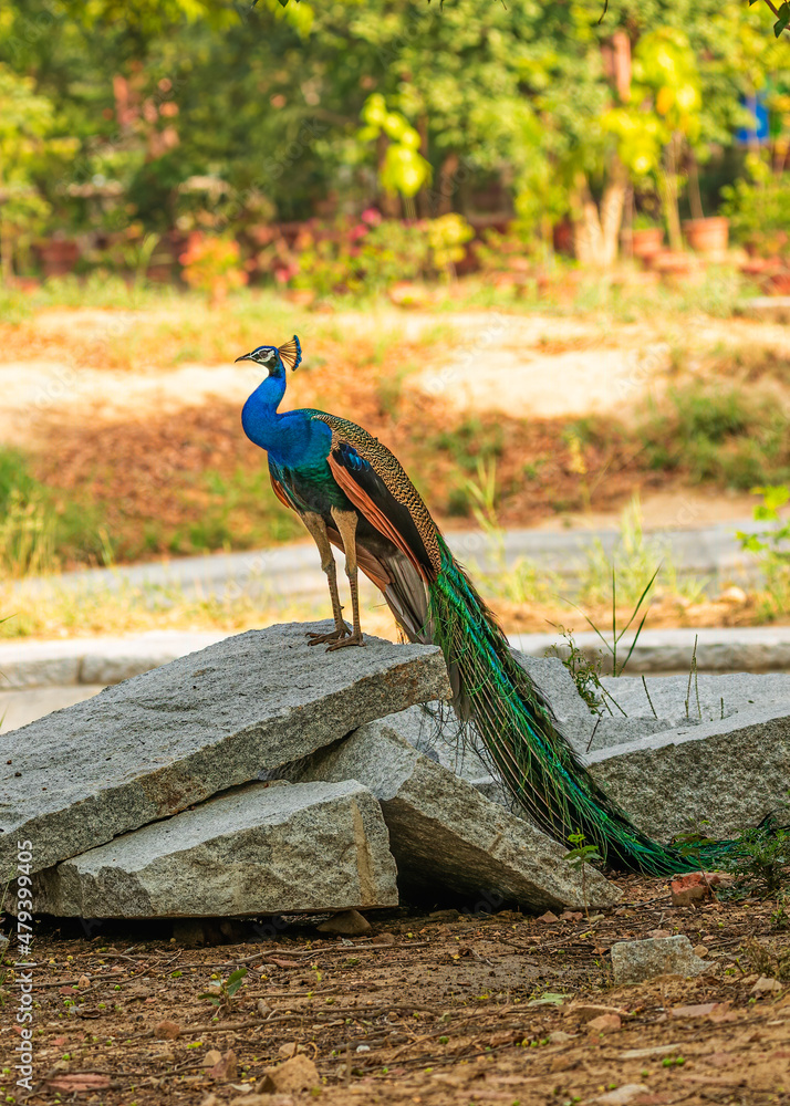 Obraz premium Peacock perching on a rock