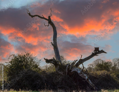 Skeleton of an old tree with bird box at sunset.