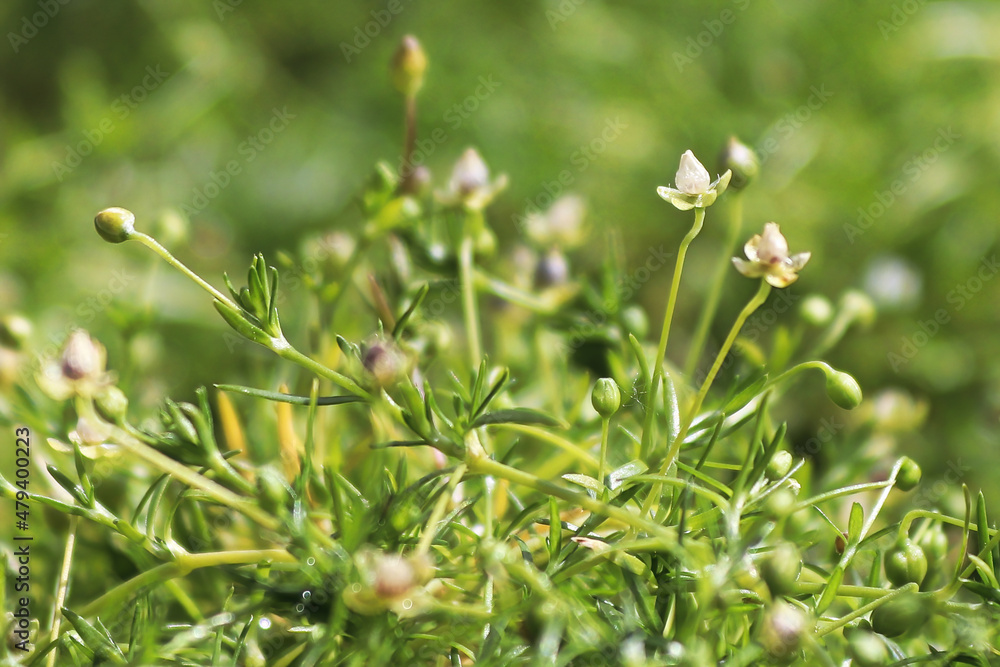 Macro view of delicate flowers on Irish Moss Macro view of delicate flowers on Irish Moss