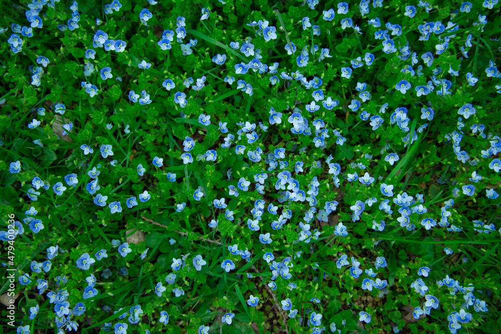 many small flowers tender blue color in grass meadow in spring blossom season time natural idyllic background photo many small flowers tender blue color in grass meadow in spring blossom season time natural idyllic background photo