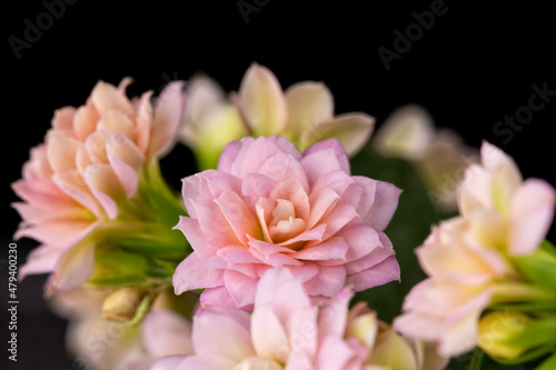 Macro detail of the pink flowers of a Kalanchoe isolated on black