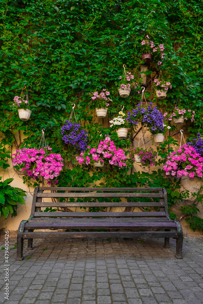 spring time garden blossom vertical photography with wooden bench and blooming purple rose flowers and hanging green foliage
