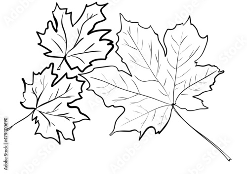 maple leafs isolated on white