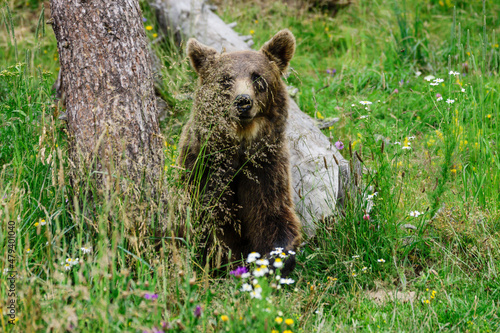 oso pardo europeo (Ursus arctos arctos), Les Angles, pirineos catalanes, comarca de Capcir, Francia photo