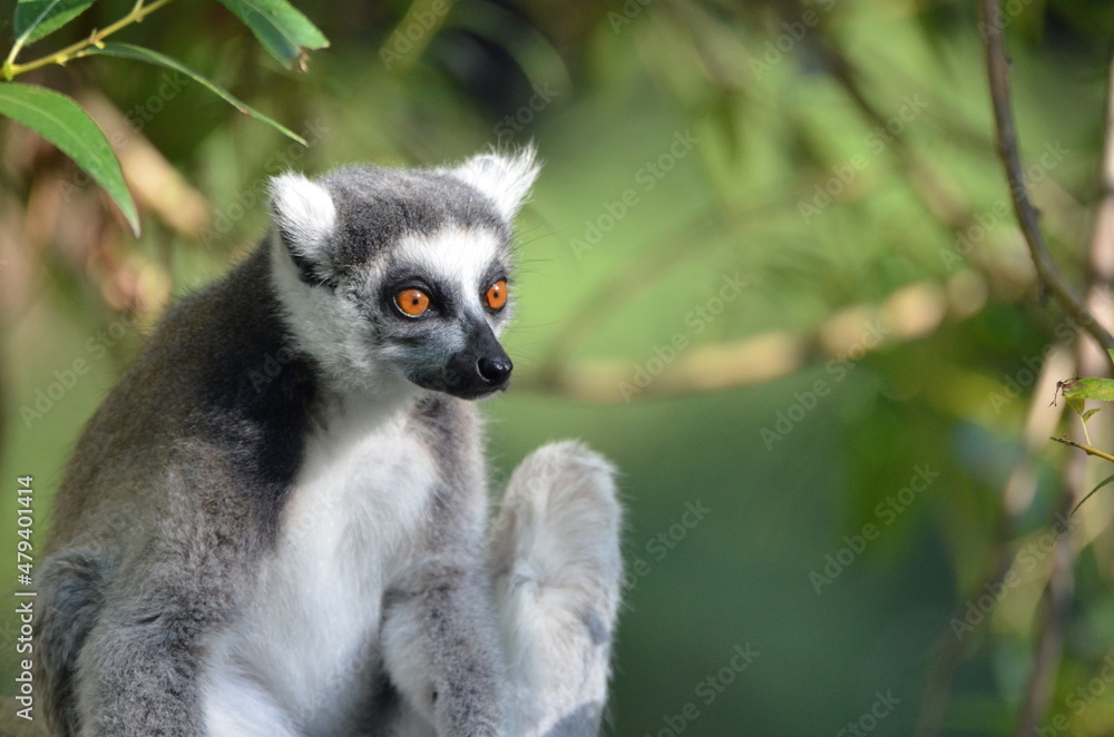 Fototapeta premium Portrait of a ring-tailed lemur