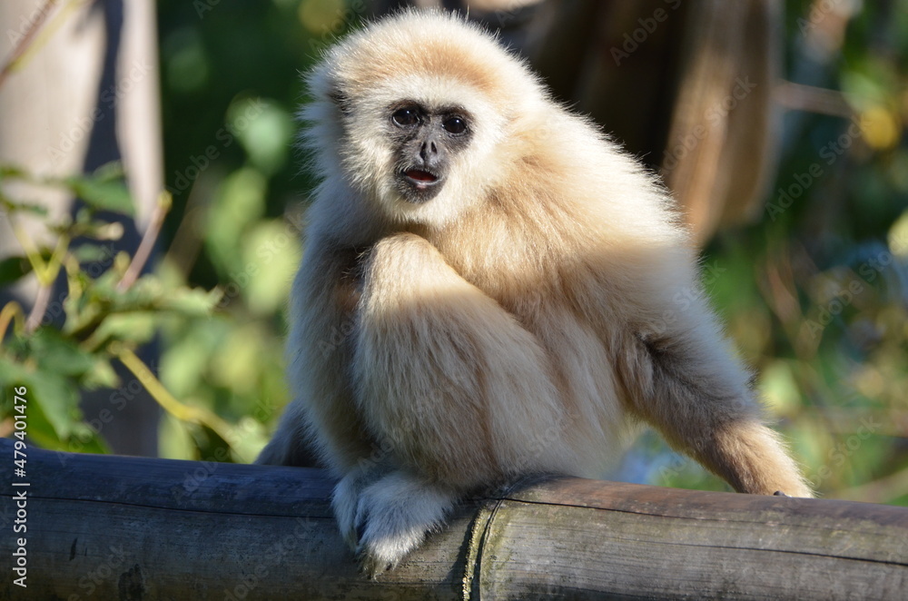 Fototapeta premium Cute lar gibbon is sitting on a tree